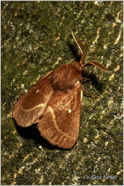 04_ grass_eggar.jpg - Grass Eggar, Lasiocampa trifolii